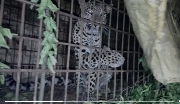 নাহৰফুটুকী  