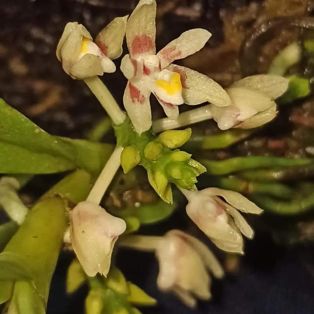 Trichocentrum (trichocentrum pfavii )  