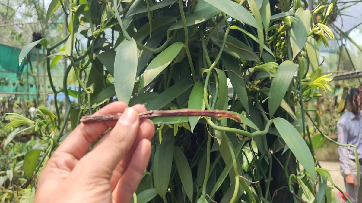 ভেনিলা অৰ্কিড  