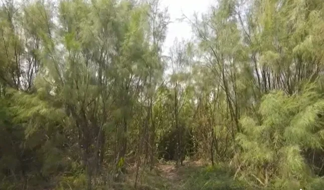 ঝাওবন  