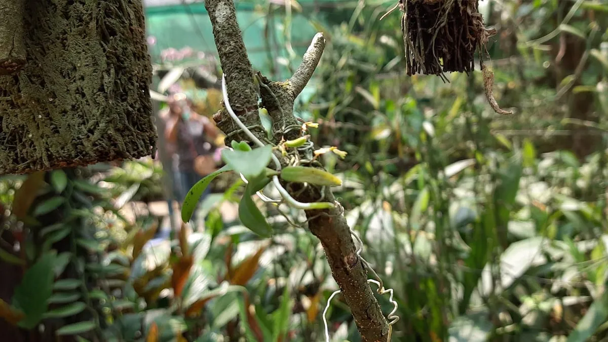 বিশ্বৰ ক্ষুদ্ৰতম অৰ্কিড  Campylocentrum insulare