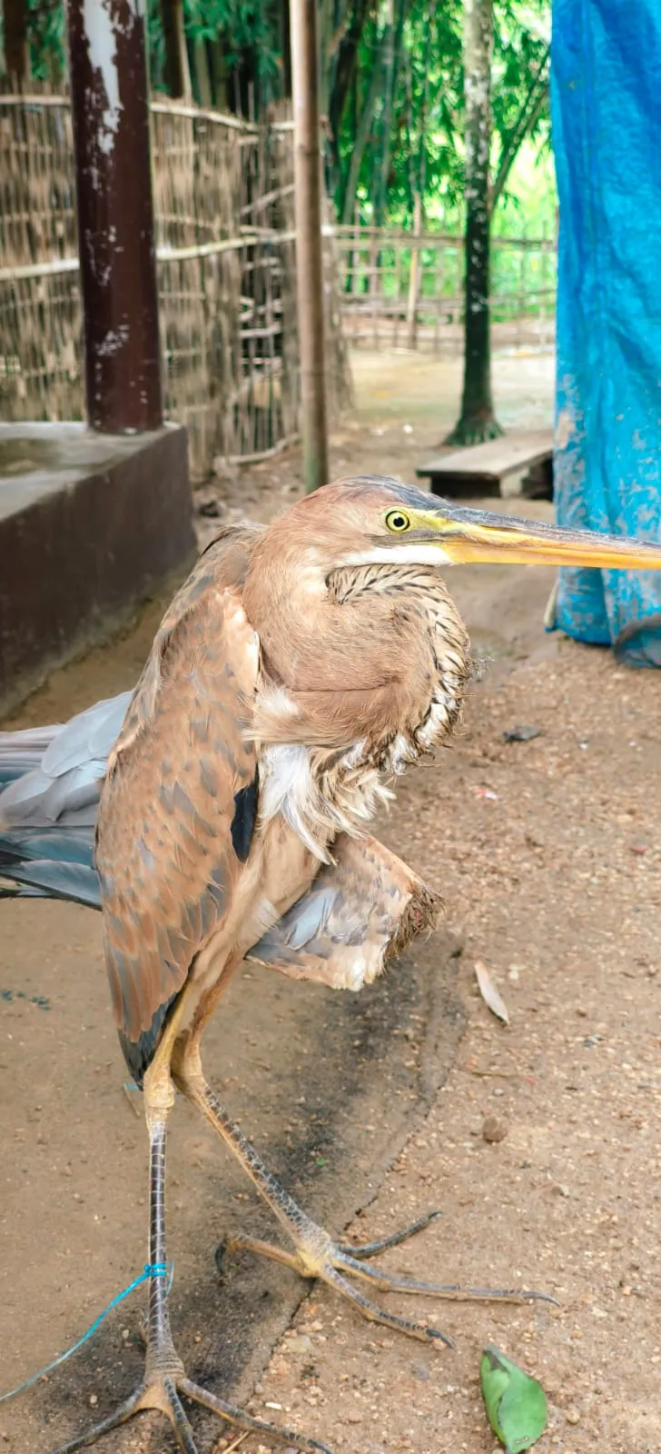 ৱাক পক্ষী  
