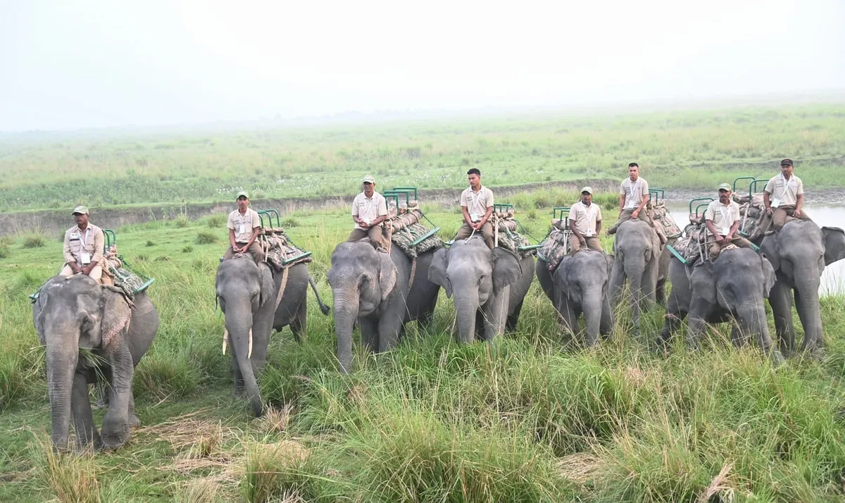 হাতী ছাফাৰী  