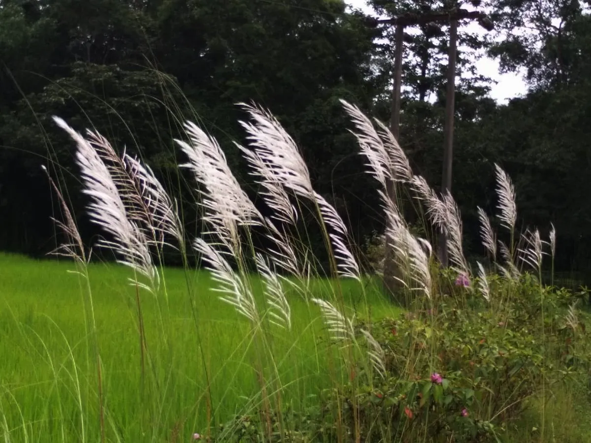ফটোঃ মিনাক্ষী বৰপাত্ৰ গোঁহাই  