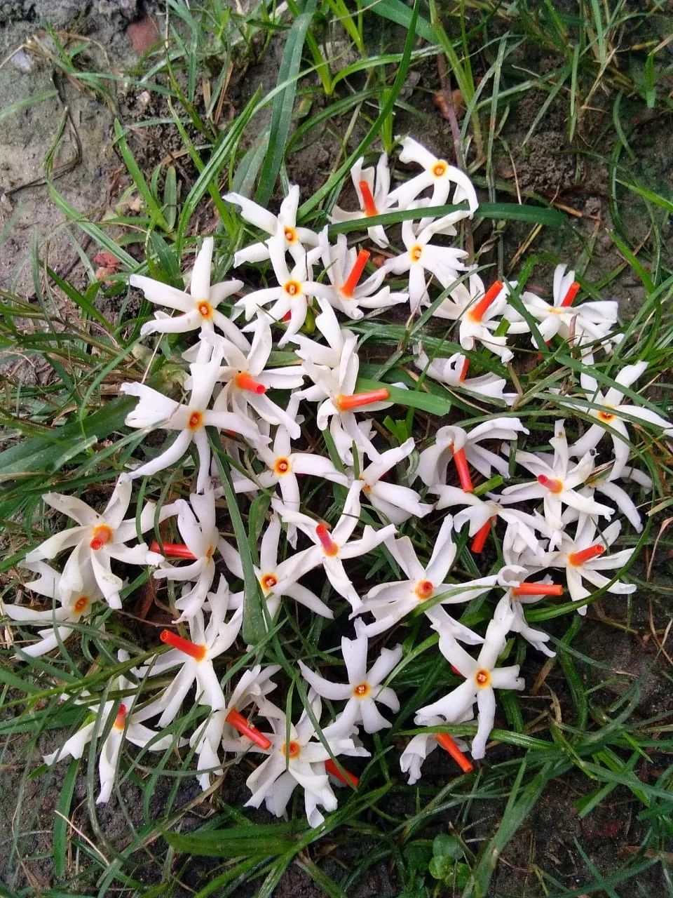 ফটোঃ মিনাক্ষী বৰপাত্ৰ গোঁহাই  
