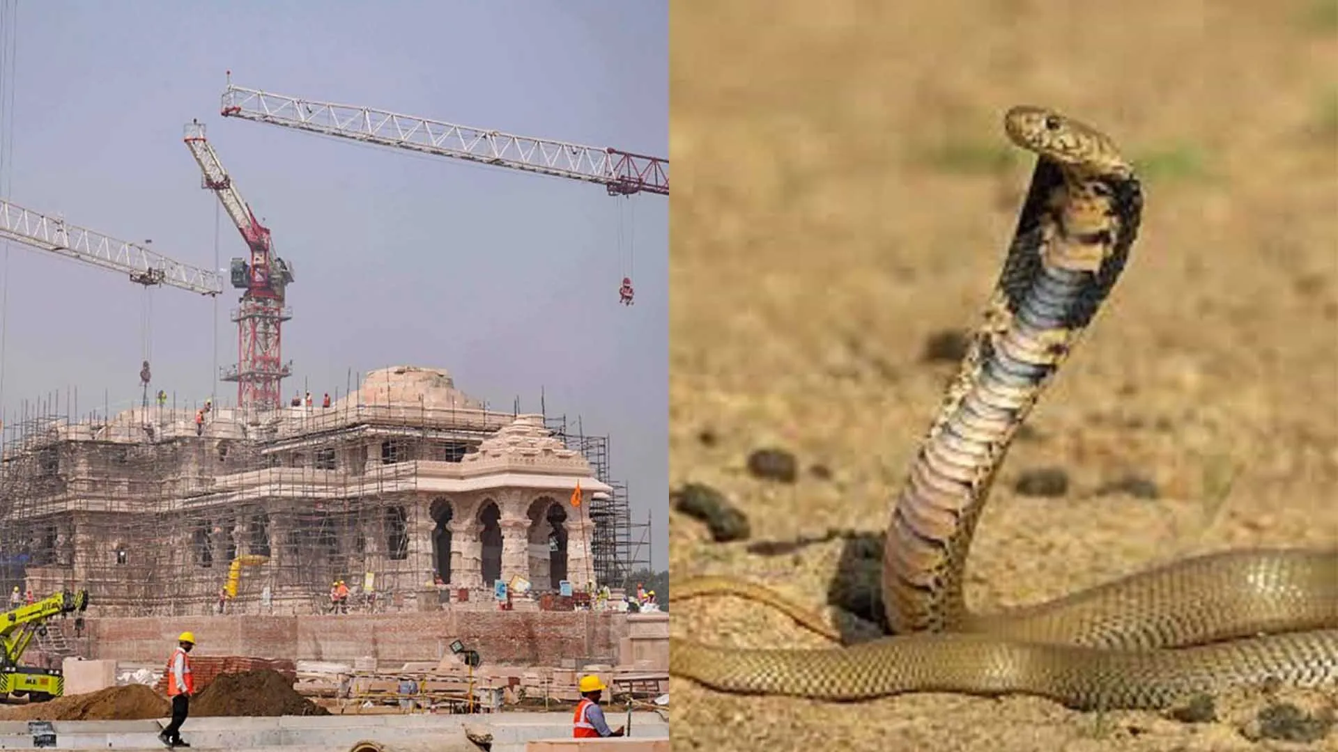 Ayodhya Miraculous Snakes Before Ram Temple Consecration