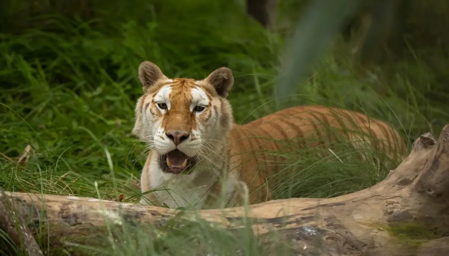 Anant Ambani's Vantara: All about the 3000-acre animal shelter in Gujarat  by Reliance Foundation