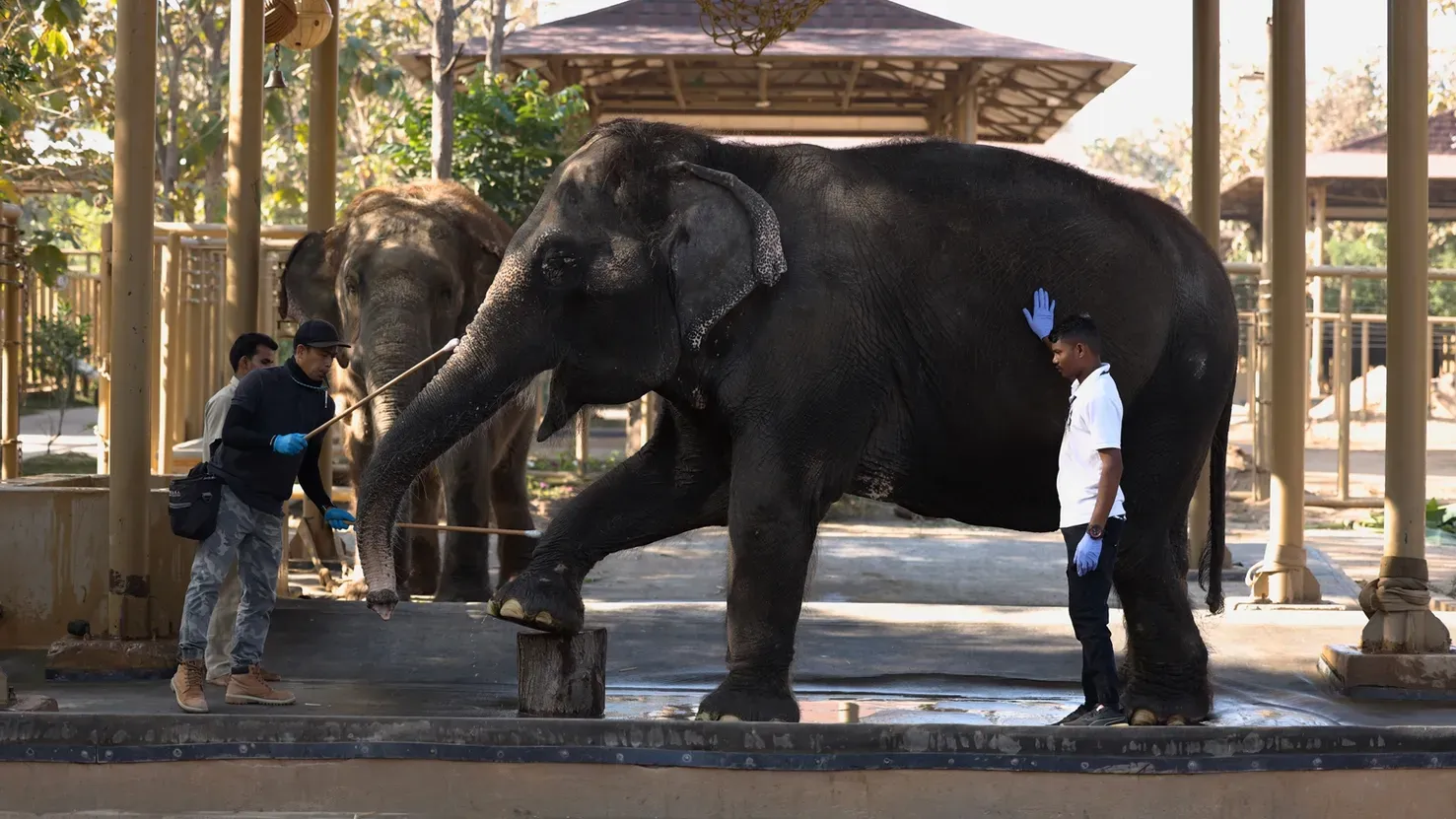 Anant Ambani's Vantara: From elephants to tigers, over 2000 rescued animals  find state-of-the-art home | Mumbai News - The Indian Express