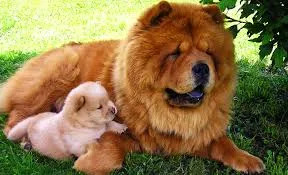 chow