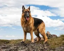 german-shepherd