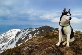 husky
