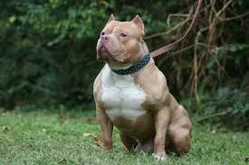 pit-bull