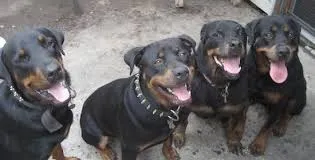 rottweiler