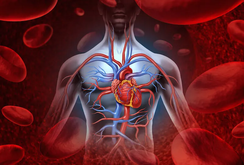 foods-improve-circulation