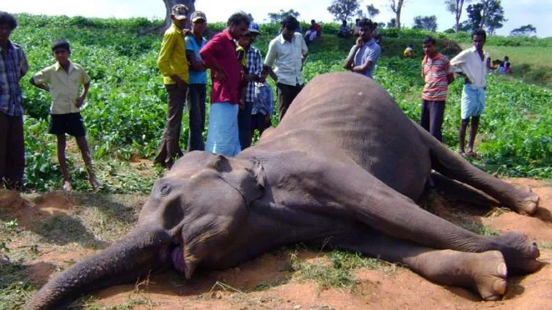 guwahati-elephants
