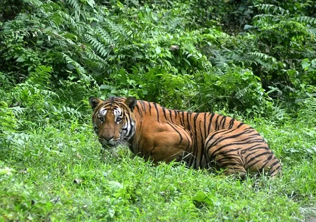  tiger reserves