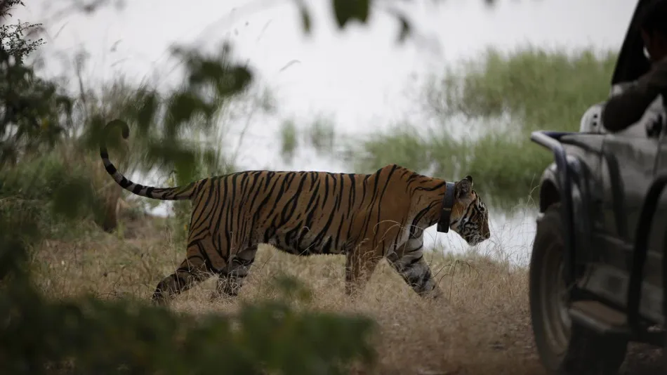 tiger reserves 