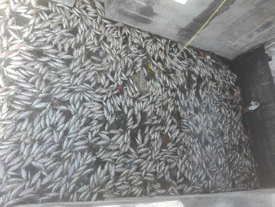 fish