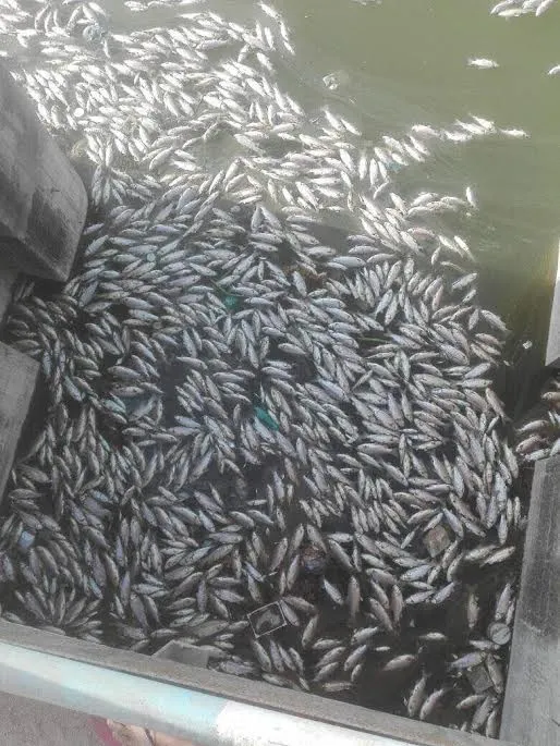 fish