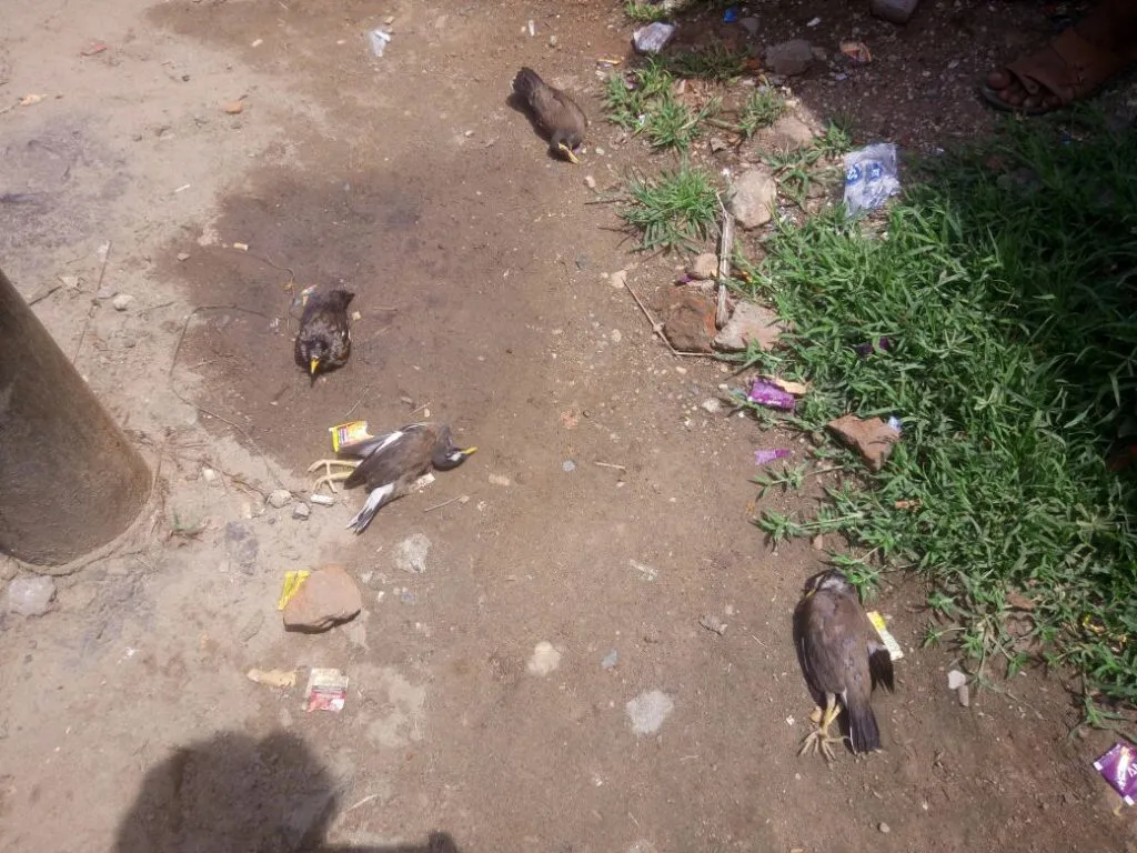 Birds