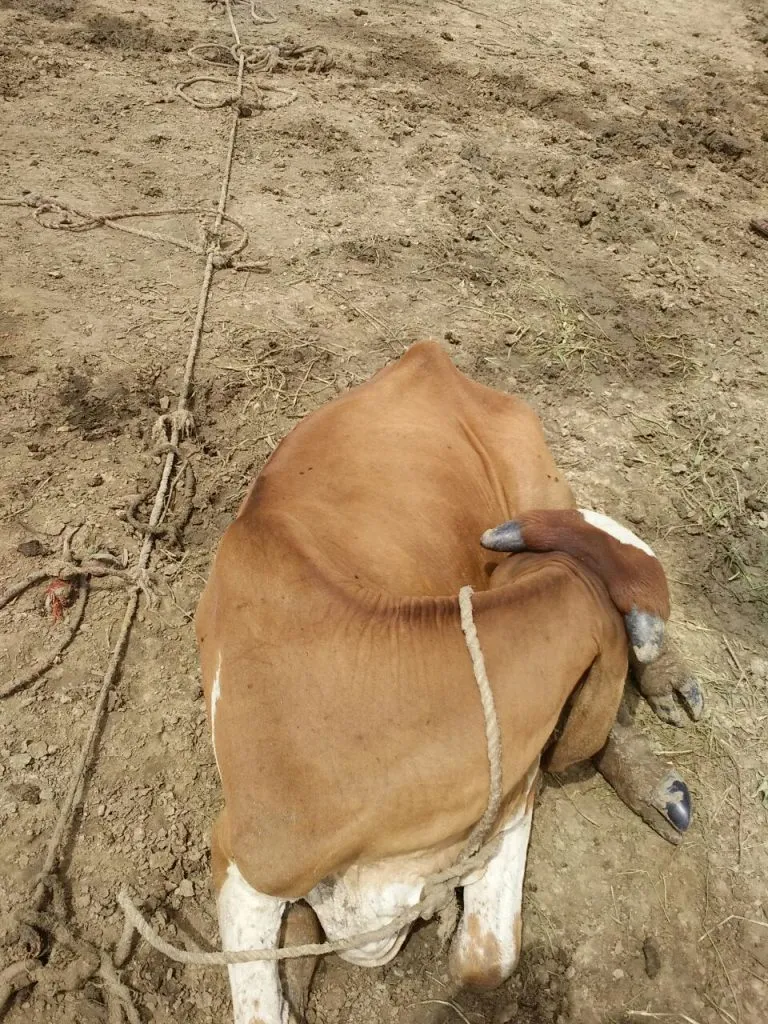 Cattles