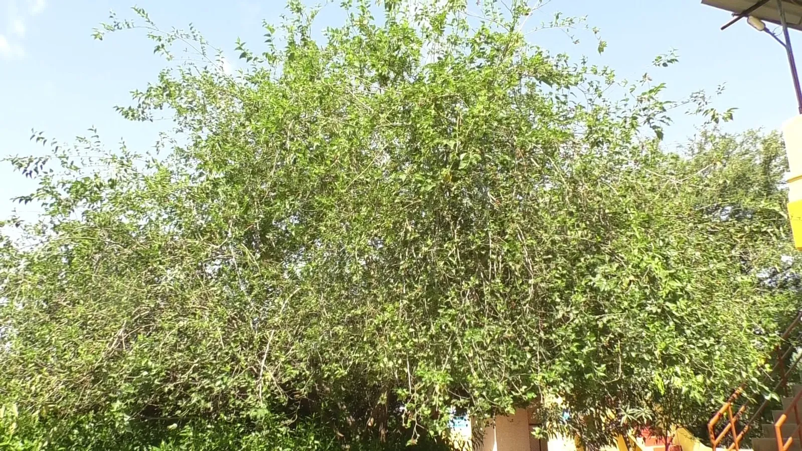 Shetur Kheti
