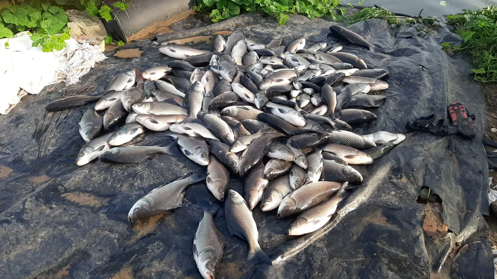 Piraman Village Fish Death...