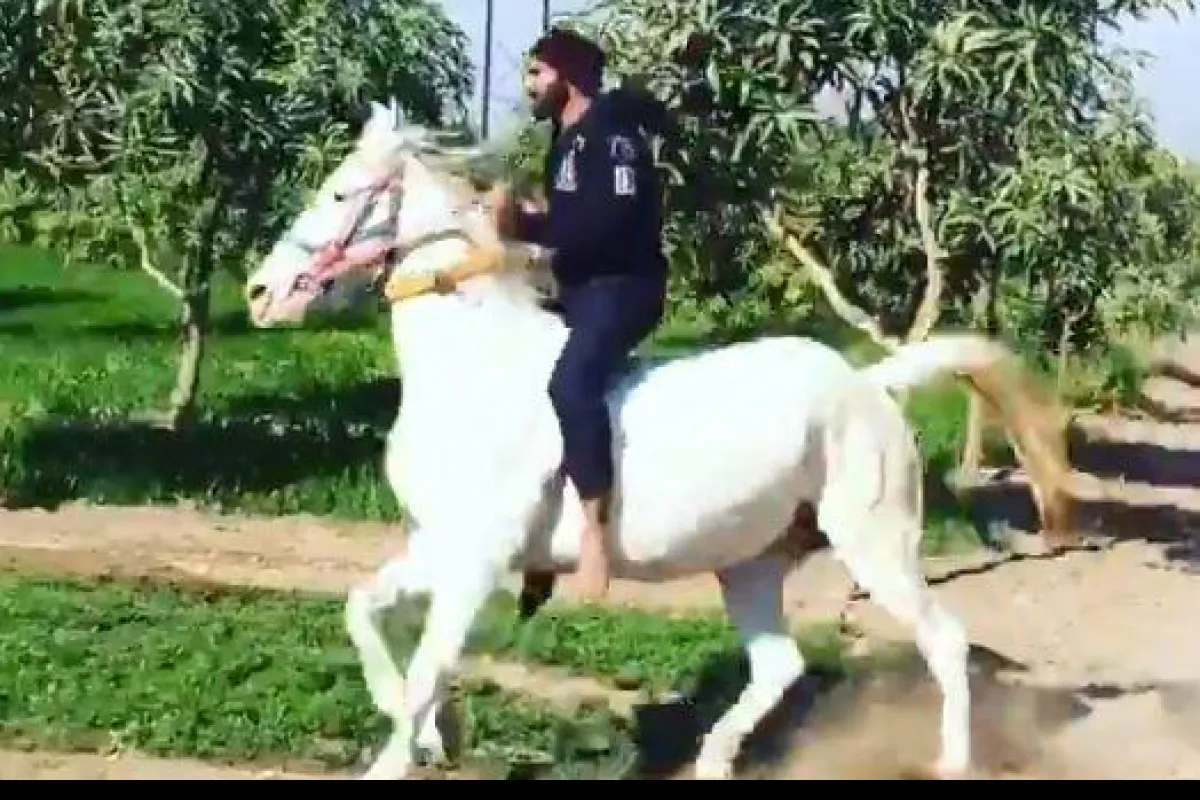 jadeja cricket