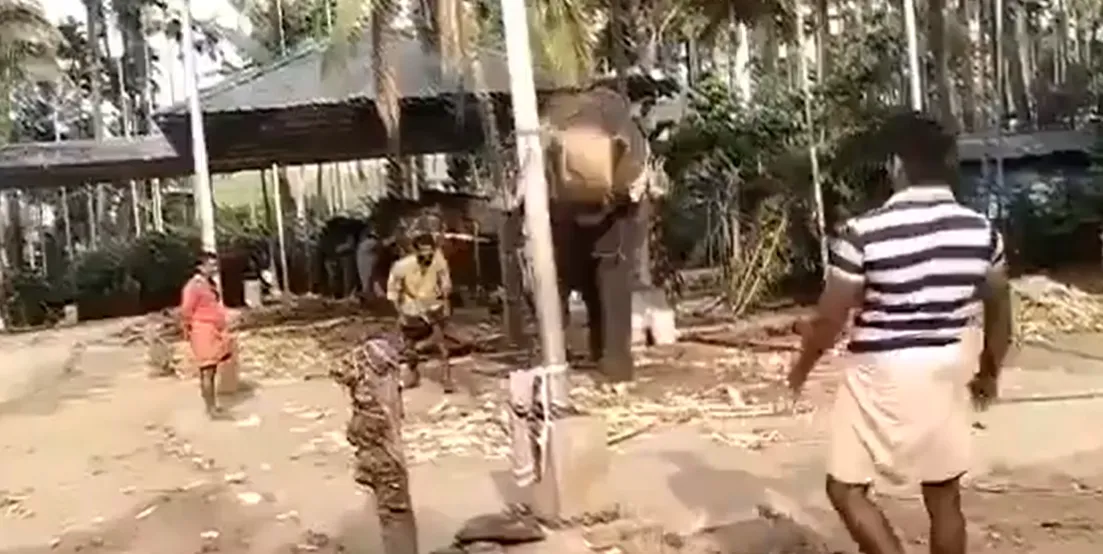Cricket