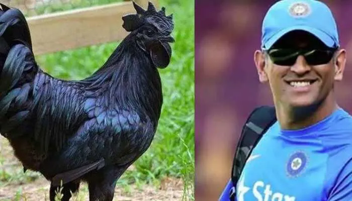 MS Dhoni got 2000 Kadaknath Chicken