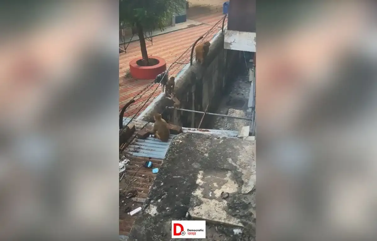 रहाइशी इलाकों में बंदरों की संख्या हर दिन बढ़ रही है 
