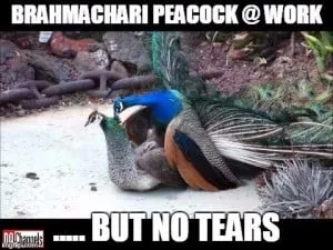 Brahmachari Peacock