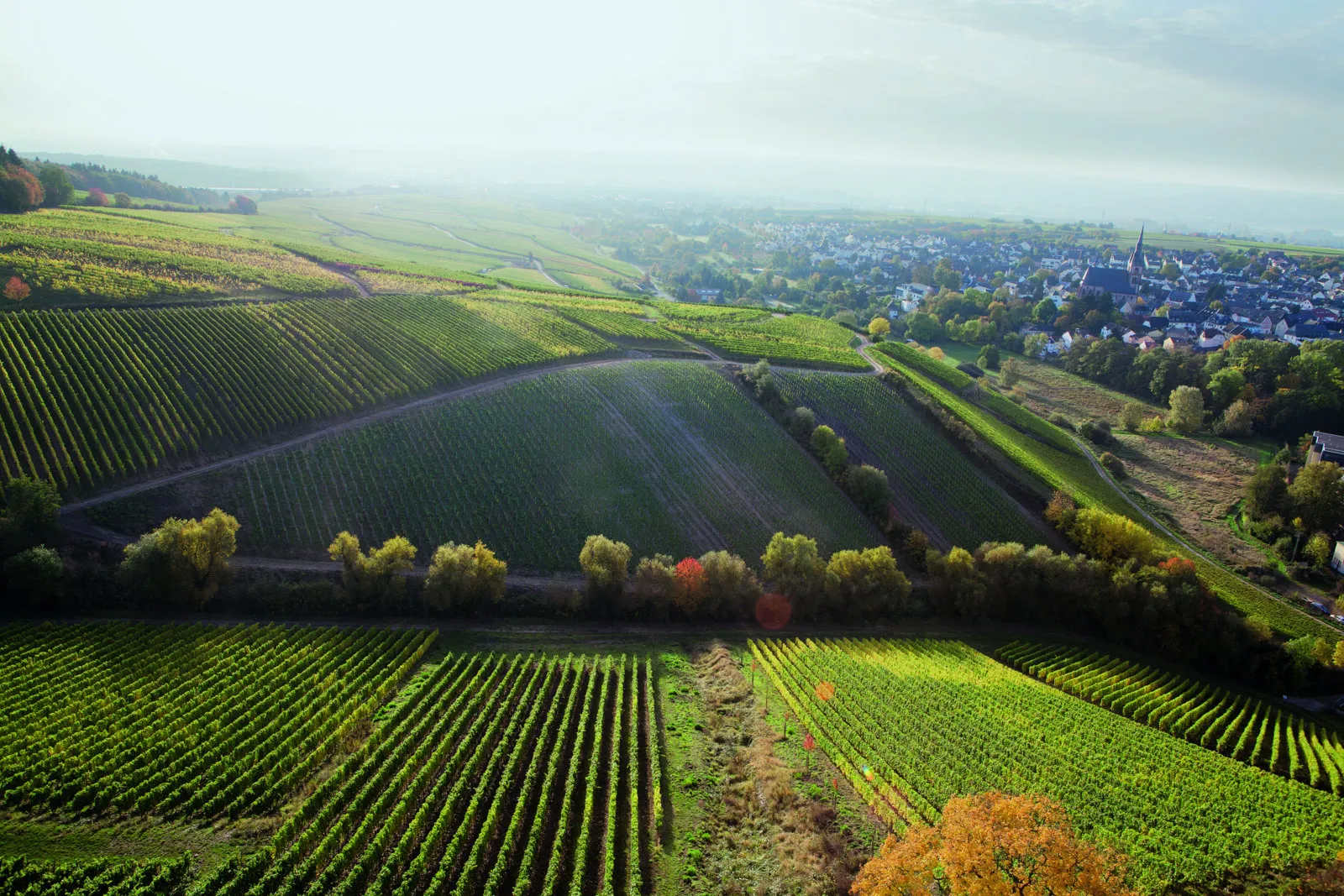 German Riesling