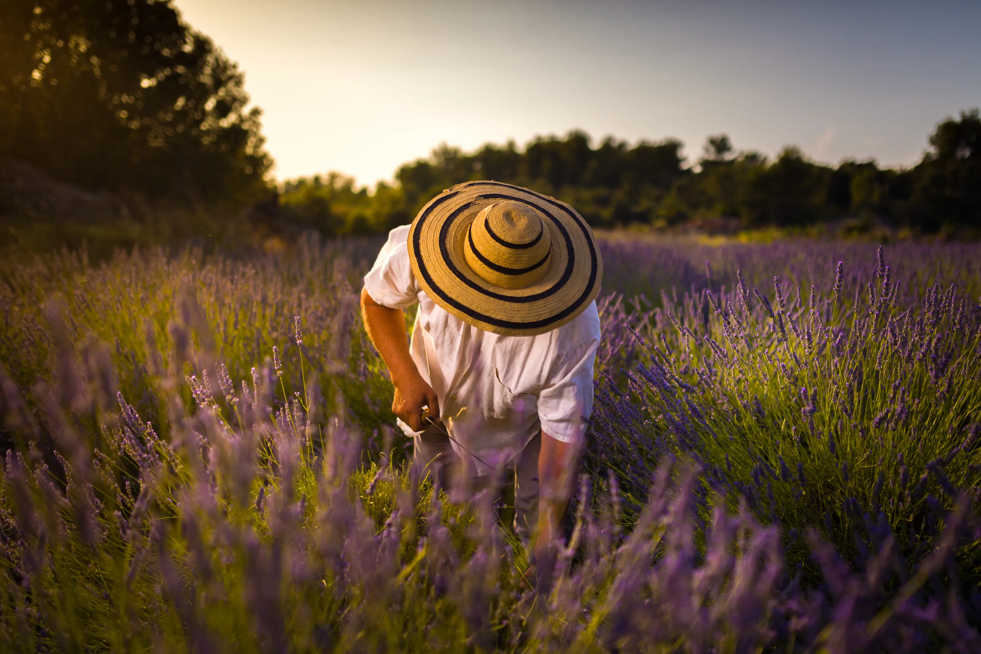 Lavender fields 
