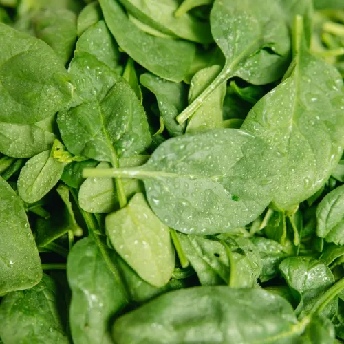 spinach
