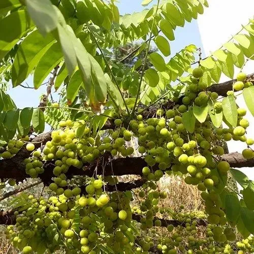 Full Sun Exposure Green Budded Amla at ₹ 100/unit in Ahmedabad | ID:  4685932591