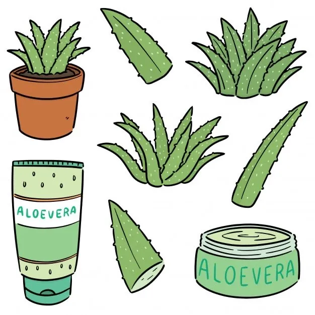 aloe vera