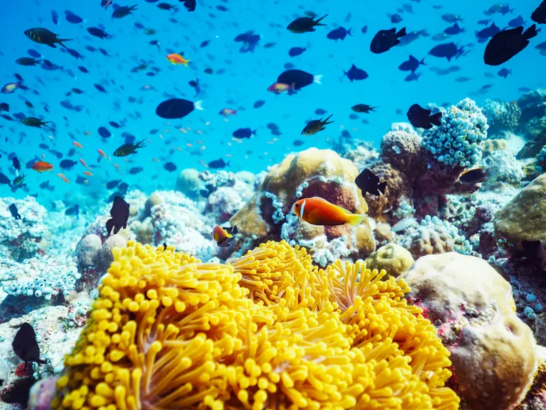 Maldives