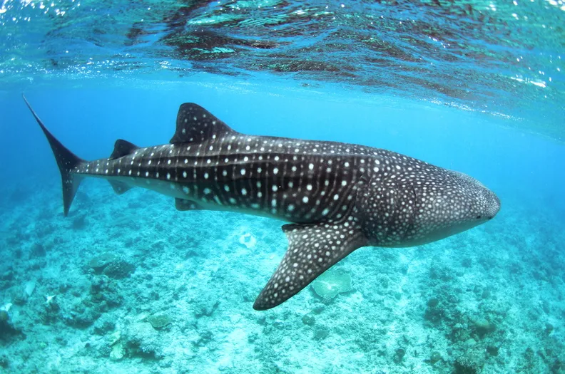 Maldives