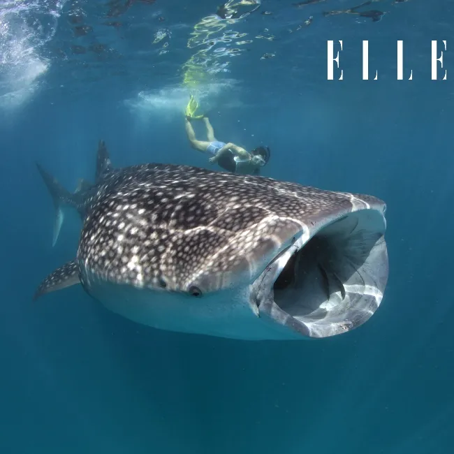 Conrad Maldives Rangali Island whale shark tour