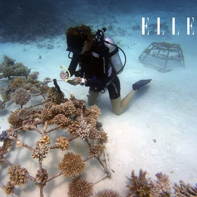 Conrad Maldives Rangali Island Coral plantation
