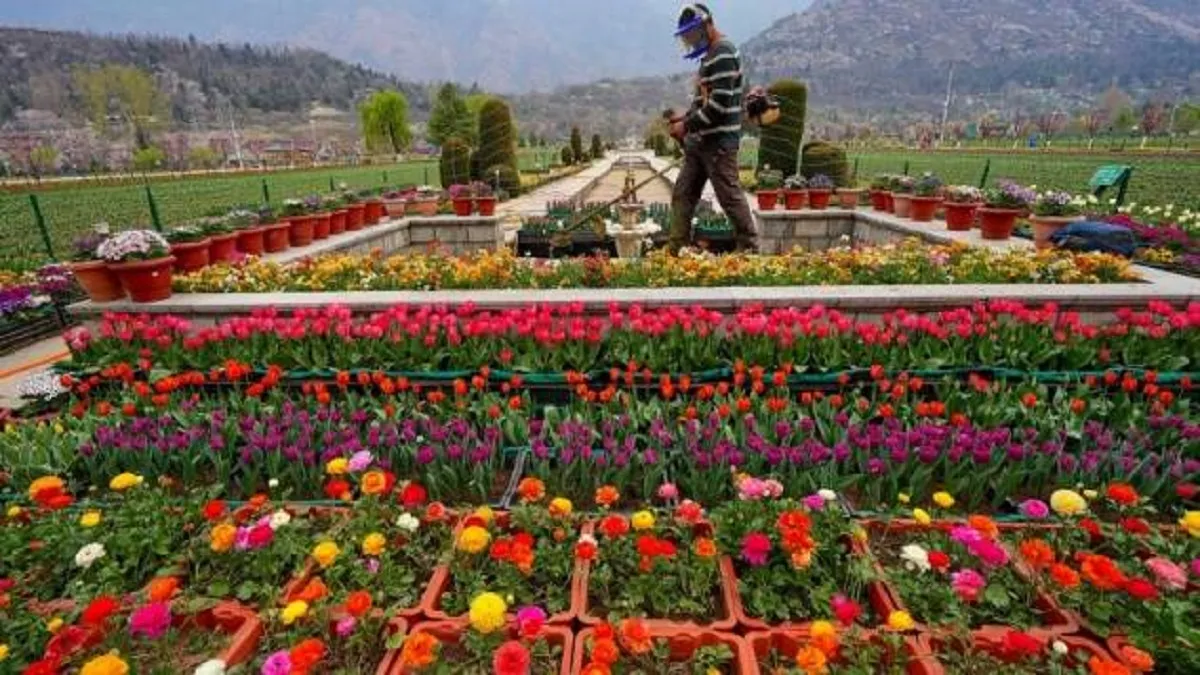 tulip garden