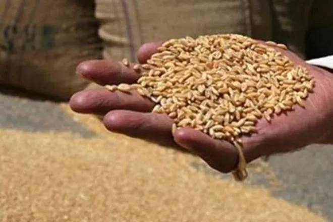 what is Pradhan Mantri Gareeb Kalyan Ann Yojna, who are getting benefit of free 5 kg grains under PM Pradhan Mantri Gareeb Kalyan Ann Yojna