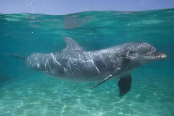 Independence Day 2020 Prime minister narendra modi announces new mission project dolphin to save species and river based ecosystem