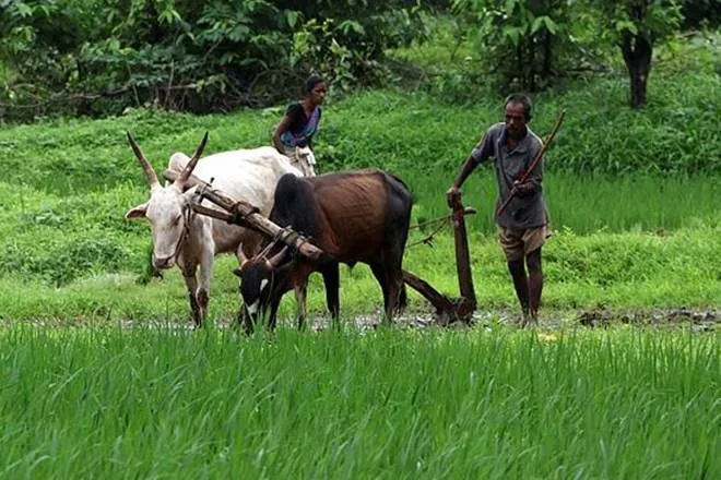 farmers insurance, farmers accident welfare scheme, farmers family, sharecropper, case of death or disability of the farmer in the accident, UP government, yogi government, मुख्यमंत्री कृषक दुर्घटना कल्याण योजना, farmers accident welfare scheme, farmers family, sharecropper, case of death or disability of the farmer in the accident, UP government, yogi government, मुख्यमंत्री कृषक दुर्घटना कल्याण योजना