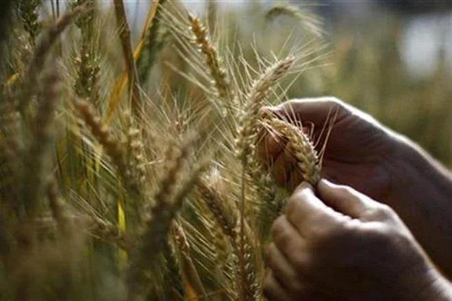 The rabi crop acreage ups this year so far better output expected