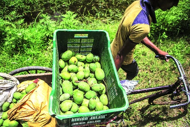 vocal for local food products, food processing units, clusters for local food, 10k crore scheme for, MFE, Nirmala Sitharaman, Nirmala Sitharaman announcement for agriculture sector, Nirmala Sitharaman live press conference, Nirmala Sitharaman today speech live, FM Nirmala Sitharaman Announcements, Nirmala Sitharaman Announcements, FM Announcements, Finance Minister Announcements