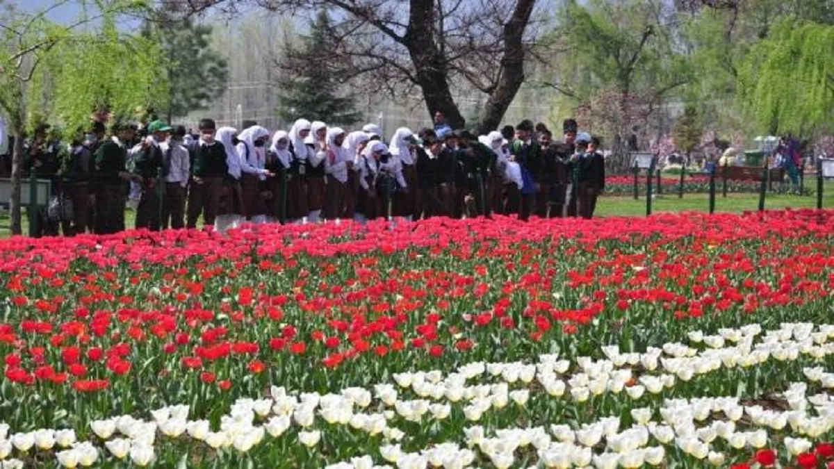 tulip garden