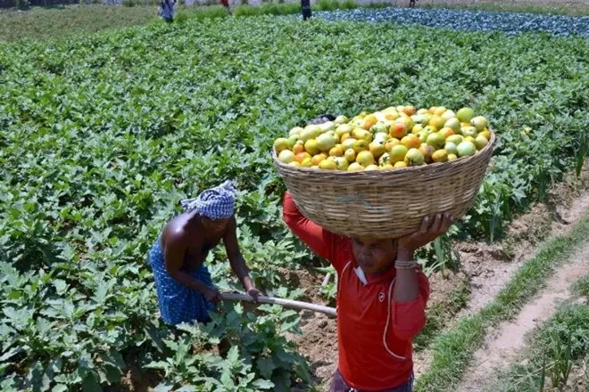 finance minister Nirmala Sitharaman makes announcement for agriculture sector introduces top to total scheme and make fund for beekeeping sector in narendra modi economic package