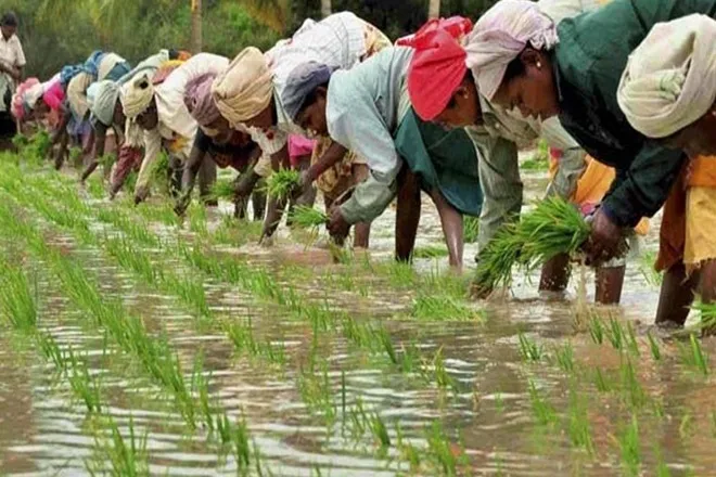 haryana government launches new scheme for farmers will get seven thousand rupees per acre land on not sowing paddy crops